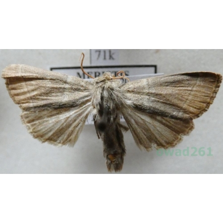 Charanyca trigrammica suffusa Tutt, 1888 Światłówka potrójnica Romania71k